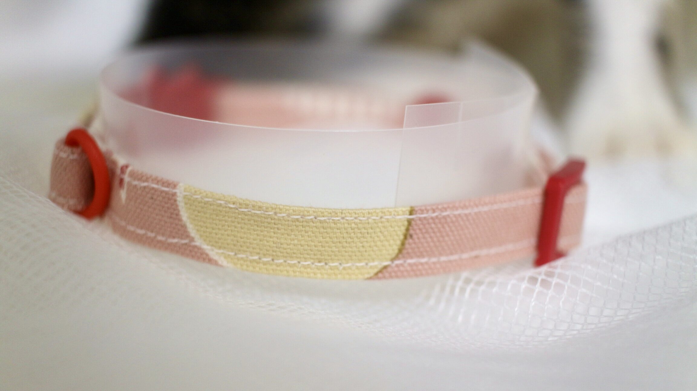 首輪と撮影のジャマをするねこ