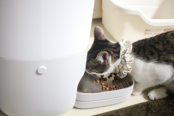 自動給餌器でご飯を食べる子猫