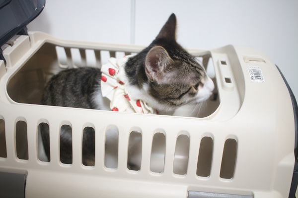 ハードキャリー