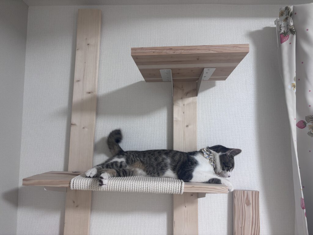 キャットウォークとシオン