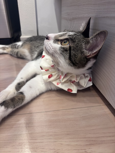 シュシュ型首輪をつけたシオン。柔らかい素材が首に優しくフィット